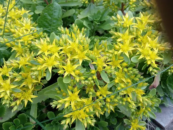 Żółte Kwiaty Stonecrop Caustic Aureum Łodygach Zielonymi Liśćmi — Zdjęcie stockowe