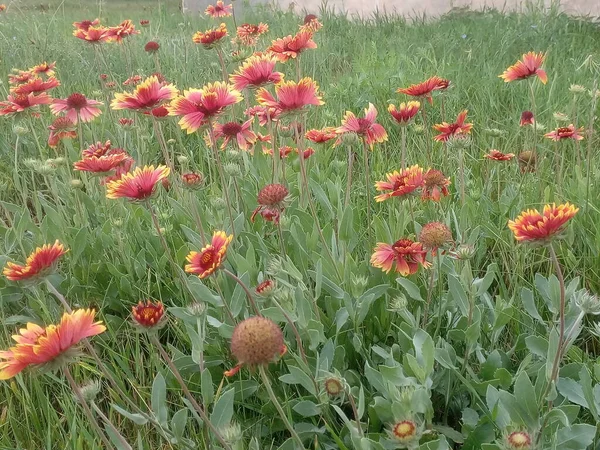 Gaillardia Flower Delicate Red Yellow Petals Background Green Grass — Stock Photo, Image