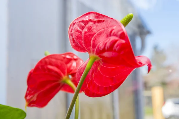 Red anthurium flower _ 7058 — стоковое фото