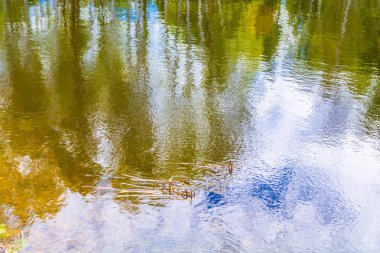 Orman gölü mavi ye yansıyor.
