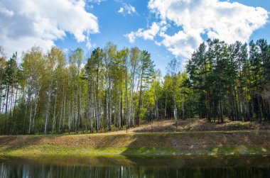 Orman gölün kıyısında duruyor. Yaz manzarası.