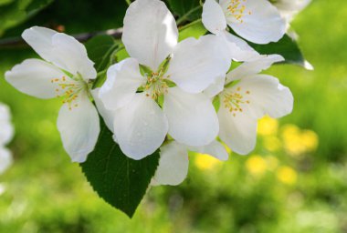 Elma ağacında üç beyaz çiçek var. Yakın plan..
