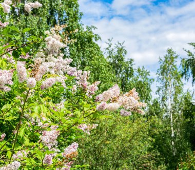 Büyük leylak çalısı ormanda mavi gökyüzüne karşı yer almaktadır.