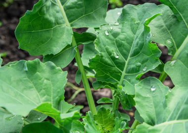 Bahçedeki genç lahanaların yeşil yapraklarının üzerindeki büyük çiy damlaları. Organik yeşiller, yeşil hasat, taze yapraklar..