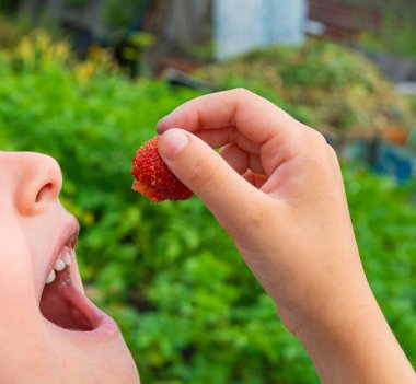 Küçük kız ağzının yanında taze, sulu bir çilek tutuyor. Meyve şimdi bahçeden toplandı..