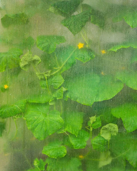 Las hojas de pepino son claramente visibles a través del vidrio del invernadero desde el exterior. . —  Fotos de Stock