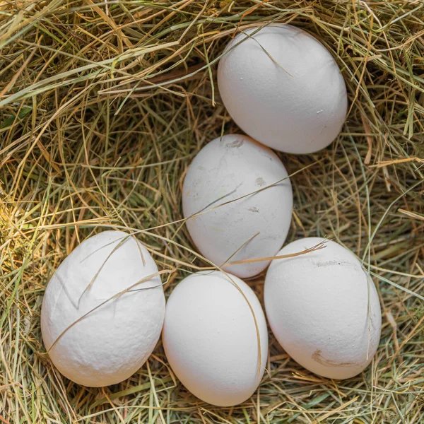 Large white eggs of a domestic hen lie in the hay. The chicken laid eggs. — Stock Photo, Image