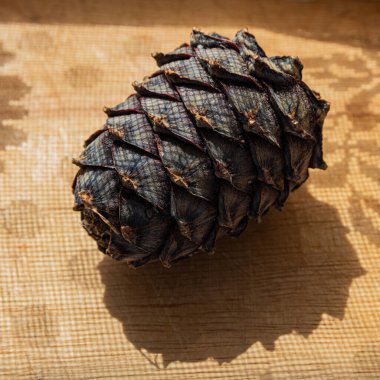 Fındıklı olgun bir kozalak kahverengi arka planda kurulur. Sedir konisi keskin ağ benzeri gölgelere sahiptir.