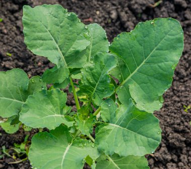 Bahçede genç lahana yaprakları yetişiyor. Yaprakların üzerinde büyük çiy damlaları var..