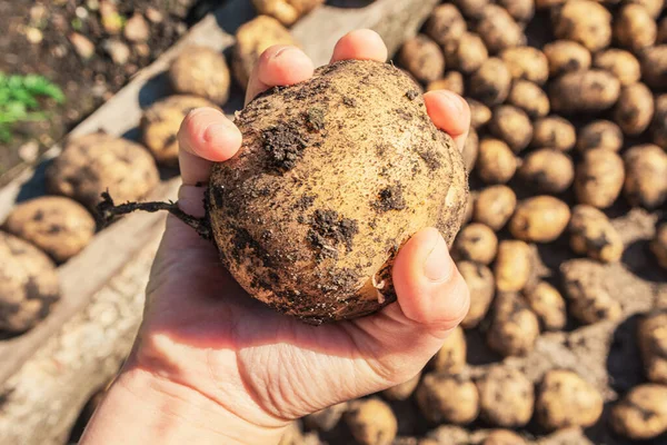 Kentang Organik Segar Tangan Close Tangan Latar Belakang Panen Kentang — Stok Foto