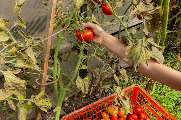 Tomatoes get sick by late blight In Vegetable Garden. Disease of tomato, late blight. Fighting Phytophthora.