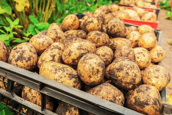 Patates topluyorum. Yerden yeni çıkarılmış beyaz patatesler kutularda..