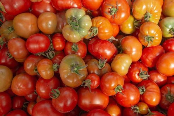 Kırmızı domates hasadı kutuda. Yazın serada domates topluyorum..