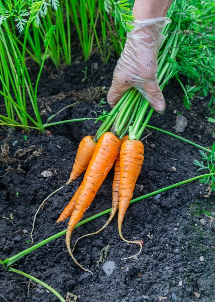 Tangan Wanita Dengan Sekelompok Wortel Dengan Puncak Mengumpulkan Wortel Carrot — Stok Foto