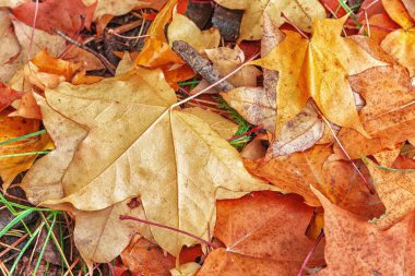 Sonbaharda düşen akçaağaç yaprağının ters tarafı da çok güzeldir, ön tarafı gibi..