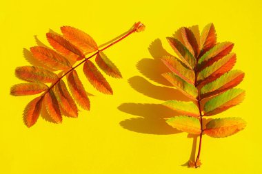 Sarı arka planda kırmızı-sarı yalıtılmış Rowan yaprakları bulunur. Güneşin sert gölgeleri. Sonbahar konsepti.