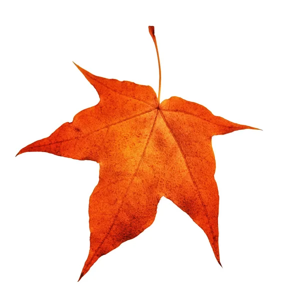 Red maple leaf isolated on white background. Autumn concept.