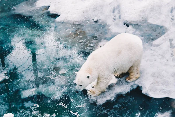 A beautiful white polar bear walk on ice floe in arctic waters. Polar bear mother. Ursus maritimus White animal in the nature habitat. Big Polar bear on the pack ice. Close-up.