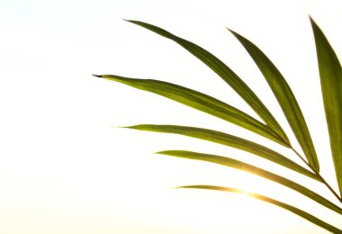 Vintage ton filtre etkisi renk stili ile Yeşil tropikal yaprakları. Soyut yeşil arka plan. Gün batımı gökyüzünde güneş ışığı ile siluet tropikal yaprakların boşluk kopyalayın. Yeşil çizgili arka plan. Vintage ton filtresi etkisi renk stili. 