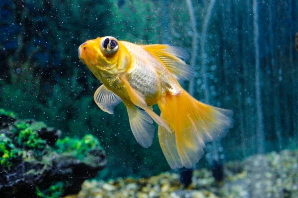 Aranyhal az akváriumban. Közeli. Aranyhal a fehér farok. Csodálatos és hihetetlen víz alatti világ halakkal. Víz alatti világ hal akvárium. Szelektív fókusz. — Stock Fotó
