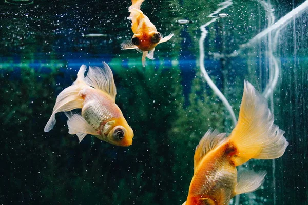 Pez dorado en el acuario. Primer plano. Pez dorado con cola blanca. Maravilloso e increíble mundo submarino con peces. Acuario de peces del mundo submarino. Enfoque selectivo . —  Fotos de Stock