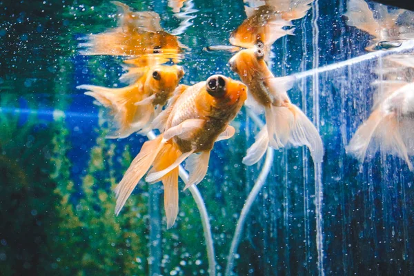 Pez dorado en el acuario. Primer plano. Pez dorado con acuario de peces del mundo submarino. Enfoque selectivo . —  Fotos de Stock