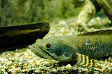 Akvaryum sakinleştirici görünümü - balık yaşamı. Akvaryum balıkları. Akvaryum, egzotik. metin için copyspace, arka plan duvar kağıdı.