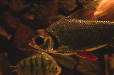 Tropikal Mercan Reef.Many akvaryum balıkları yakın büyük balık ile Sualtı Manzara suda yüzmek. Tropikal Balık.Balık bir tank yüzme.