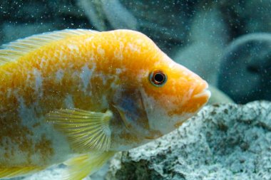 Büyük renkli tropik balık portresi. Sualtı çatışması. Balıklar yakın. Portre, bir nehir veya akvaryum su altında balık makro çekim .