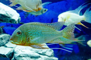 Mercan resifi ile mavi suda birçok küçük tropikal balıklar Sürü grubu, renkli sualtı world.top view.copyspace metin, arka plan duvar kağıdı. Bir grup balık yüzüyor. Doğal, hayvanlar.