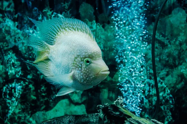 水族館の心を落ち着かせる眺め - 魚の生活。水族館の魚。フィッシュタンク、エキゾチック。テキスト、背景壁紙のコピースペース. — ストック写真