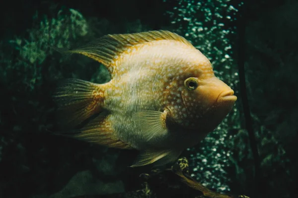 Χαλαρωτική θέα της ζωής του ενυδρείου-ψαριών. Ενυδρείο ψαριών. Ψαροτανκ, εξωτικό. Χώρος αντιγραφής για κείμενο, ταπετσαρία φόντου. — Φωτογραφία Αρχείου