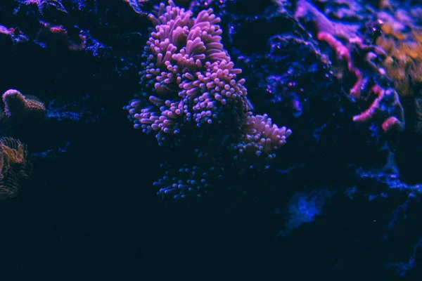 粉红珊瑚礁。珊瑚海中五颜六色的珊瑚礁的水下景观。分支珊瑚。大堡礁。顶部视图，复制空间。美丽健康的珊瑚礁生长. — 图库照片