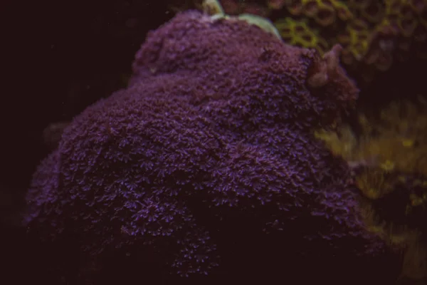 Coraux dans un aquarium marin. barrière de corail Reef.underwater récif corallien paysage  . — Photo