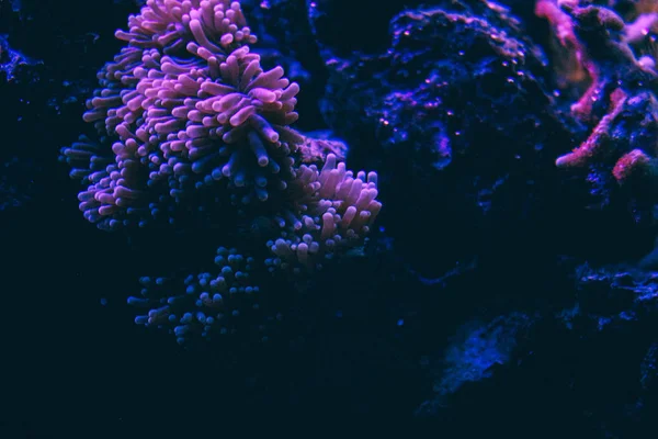 Kolorowa rafa koralowa z wieloma różnymi rodzajami koralowców. Krajobraz kolorowych jasnych fanów morskich i ryb na tropikalnej rafie koralowej. Korale w akwarium morskim. Rafa koralowa. — Zdjęcie stockowe