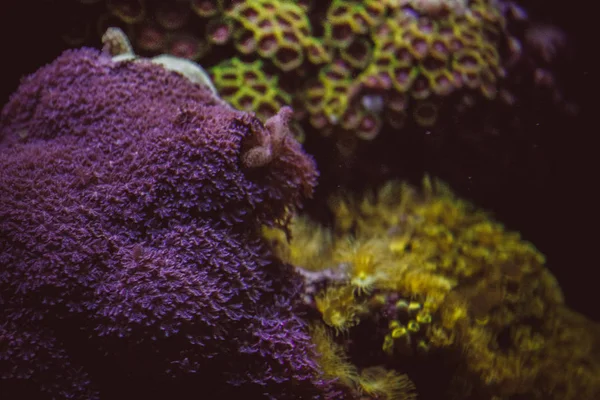 Koralen in een mariene aquarium. Coral Barrier Reef. onderwater koraal Reef landschap . — Stockfoto