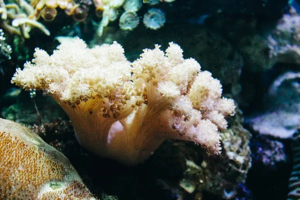 Corales en un acuario marino. Barrera de coral Arrecife de coral submarino paisaje  . —  Fotos de Stock