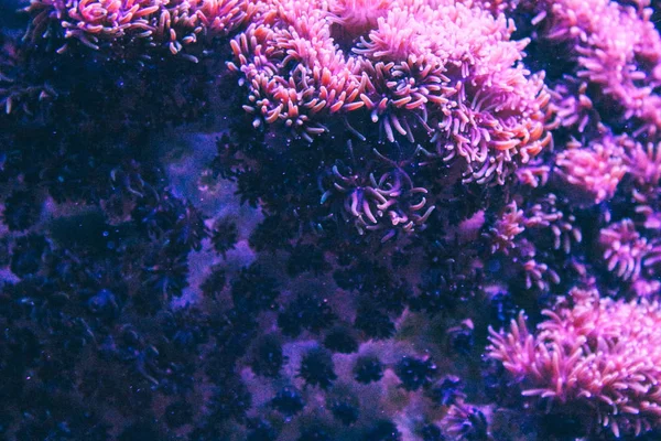 Corales en un acuario marino. Barrera de coral Arrecife de coral submarino paisaje  . —  Fotos de Stock