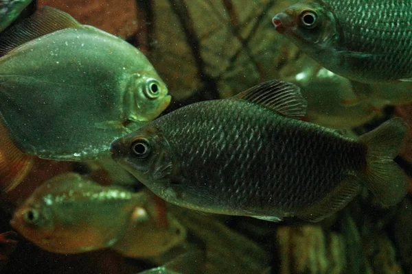 熱帯サンゴ礁の近くに大きな魚と水中風景.多くの水族館の魚が水中で泳ぐ.熱帯魚.水槽で泳ぐ魚. — ストック写真