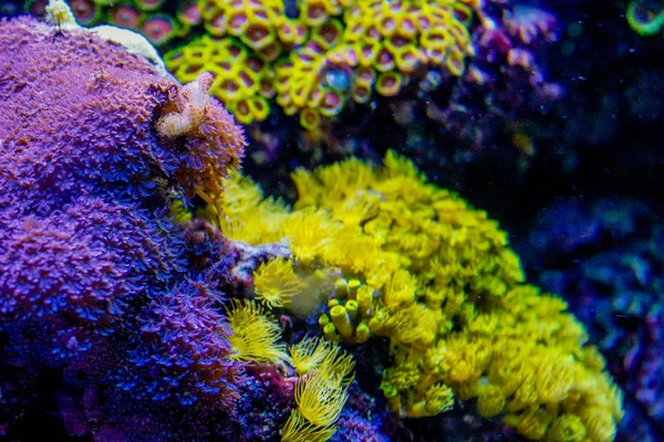 Korallok egy tengeri akváriumban. Coral Barrier Reef. víz alatti korallzátony táj . — Stock Fotó