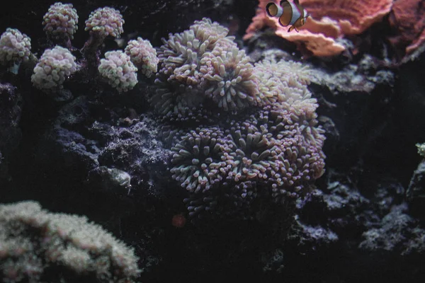 Korallok egy tengeri akváriumban. Coral Barrier Reef. víz alatti korallzátony táj . — Stock Fotó