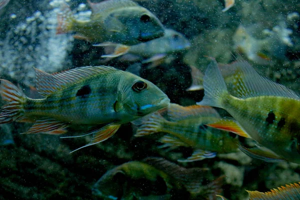 Підводний ландшафт з великою рибою біля тропічного коралового рифу. багато акваріумних риб плавають у воді. Тропічна риба. риба купання в Баку. — стокове фото