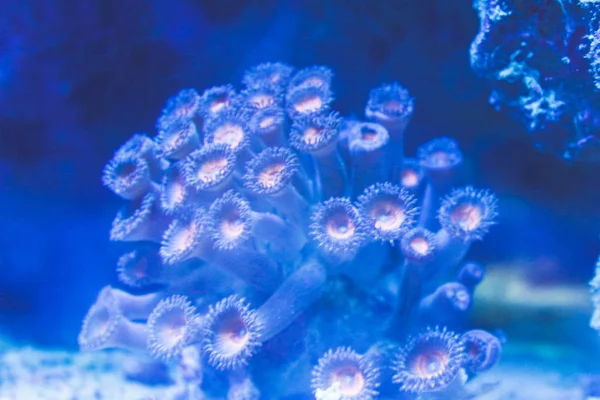Korallen in einem Meerwasseraquarium. Korallenbarriere Riff. Unterwasserlandschaft Korallenriff . — Stockfoto