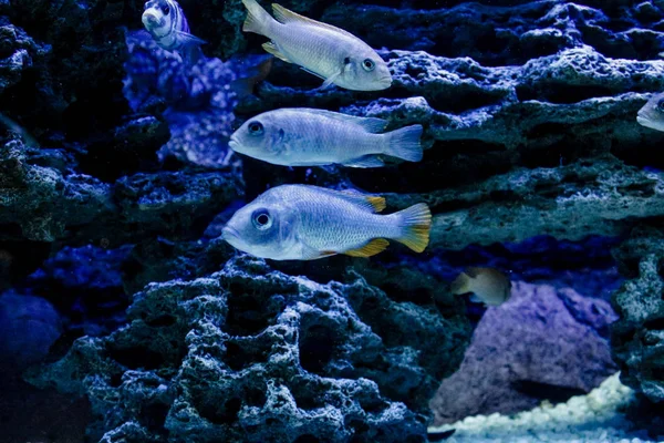 海洋。海洋生物。水族馆与鱼和珊瑚。水下生活一组鱼在水下潜水. — 图库照片