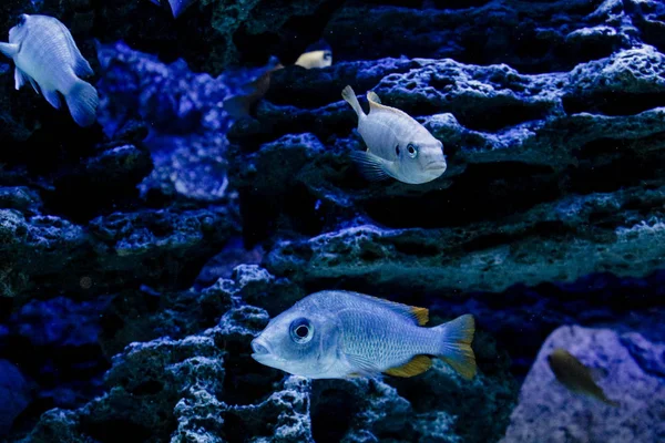 海洋。海洋生物。水族馆与鱼和珊瑚。水下生活一组鱼在水下潜水. — 图库照片