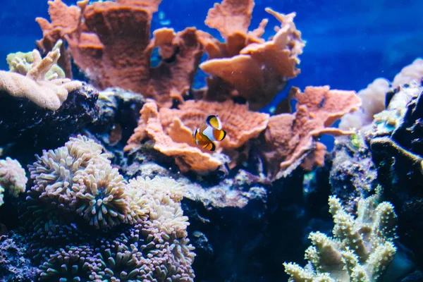 Bohóc hal úszás a korallok. Víz alatti világ a trópusi tengerek. Korallzátony korallok egzotikus halak anthias alján a trópusi tenger kék víz. Felülnézet, — Stock Fotó