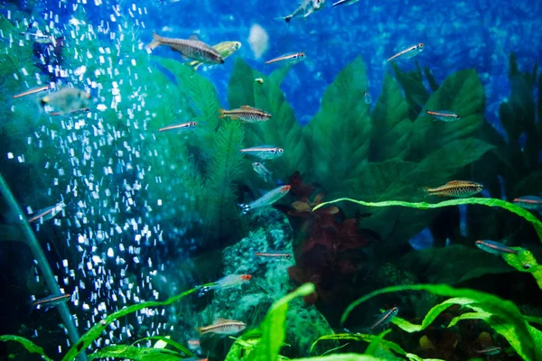 Coloridos peces exóticos tropicales nadando entre arrecifes con anémonas.Mundo submarino.Un hermoso acuario de agua dulce tropical plantado verde con peces y planes . —  Fotos de Stock