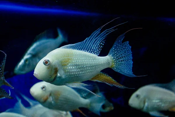 Korálové a sasanky se nacházejí na dně akvária nebo moře. Skupina ryb se potácí pod vodou. Podmořský život. Korálový útes, ryby, barevné rostliny v oceánu. — Stock fotografie