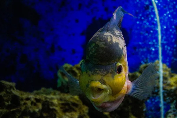 Crossbreed sügér hal. Kamfa virágszarv király Ázsiában. flowerhorn Bölcsőszájú halak van Dísznövény akvárium hal. Víz alatti élet. Korallzátony, hal, az óceán színes növények. — Stock Fotó