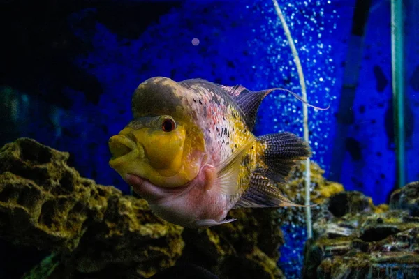 stock image Crossbreed cichlid fish. King Kamfa Flowerhorn Fishes In Asia.Flowerhorn cichlids are ornamental aquarium fish.Underwater life. Coral reef, fish, colorful plants in ocean.